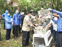 Azwar Melepas Satwa Liar di Taman Nasional Way Kambas
