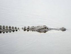 Niat Cari Ikan, Tangan Tukirin Nyaris Putus Digigit Buaya