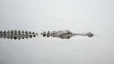 Niat Cari Ikan, Tangan Tukirin Nyaris Putus Digigit Buaya
