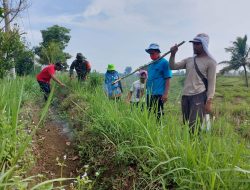 Sertu Kaswanto Bersama Petani Gropyokan di Sawah