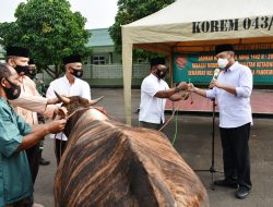 Danrem 043 Gatam Serahkan Hewan Kurban