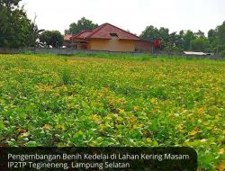 IP2TP Lamsel Gagas Benih Kedelai Lahan Kering