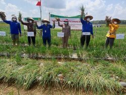 BPTP Lampung Gelar Panen Bersama Bawang Merah