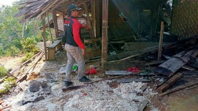 Kader PDIP Jago Halau Serangan Gajah Liar