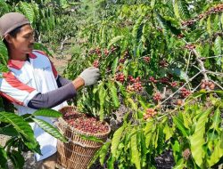 Jalan Baru UMKM Kopi Lampung Barat
