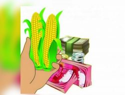 Ini Perusahaan Dalam Pusaran Korupsi Benih Jagung Lampung