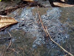 Walhi Ungkap Catatan Kasus Pencemaran Pesisir Lampung