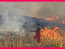 Api yang Bakar Hutan TNWK Dinyatakan Padam