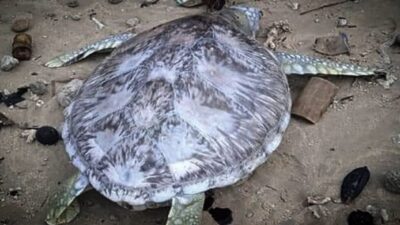 Warga Temukan Penyu Mati Ditumpukan Sampah Pantai Minang Rua