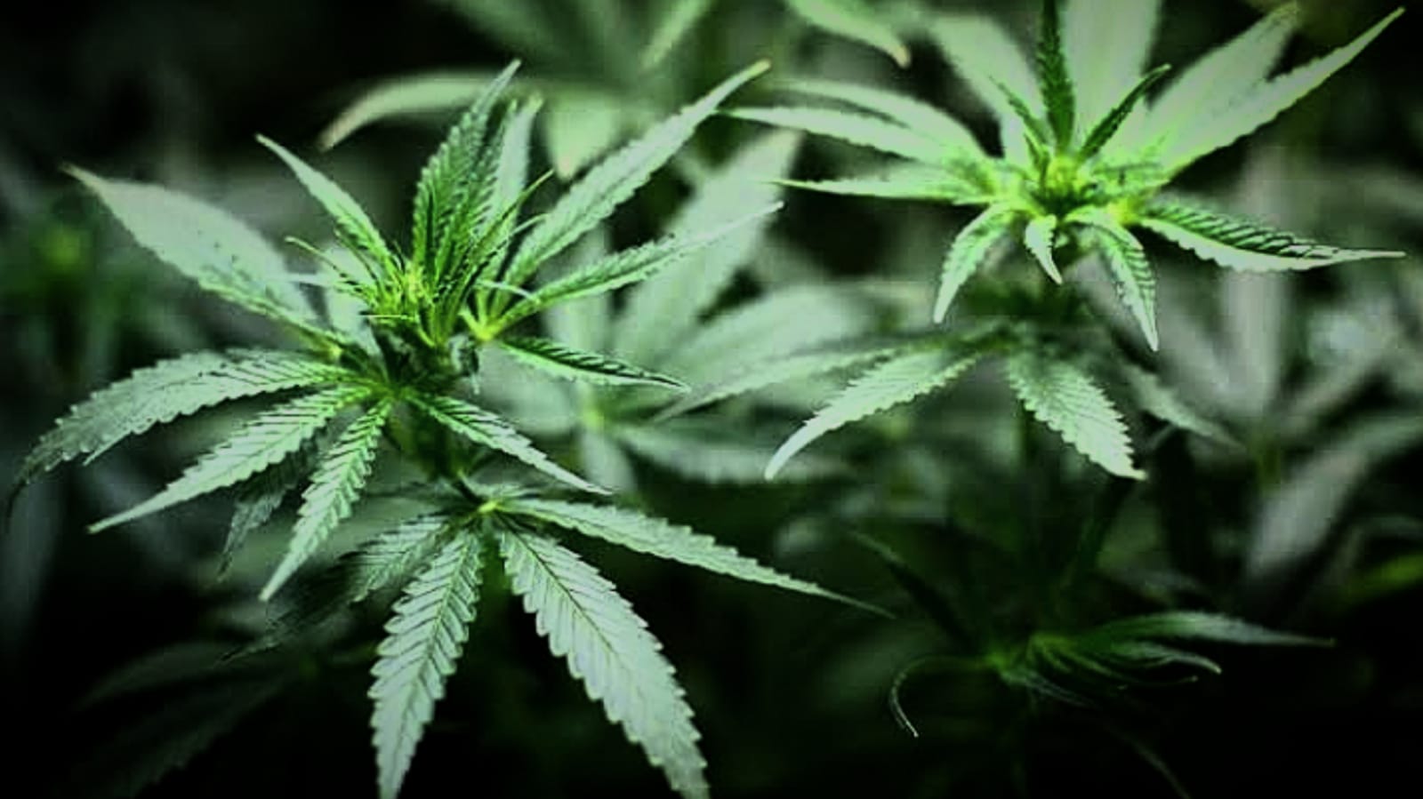 Tanam Ganja di Kebun Garapan