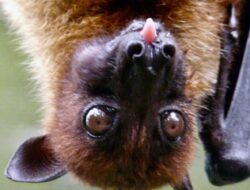 Virus Hendra Bisa Merebak Gegara Penebangan Hutan