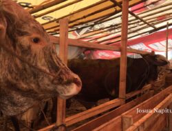 Cara Memilih Hewan Kurban Idul Adha di Masa Wabah PMK