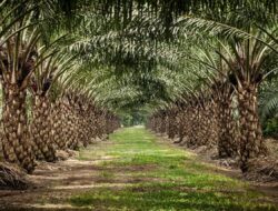 PN Kalianda Tolak Gugatan Terhadap PTPN VII