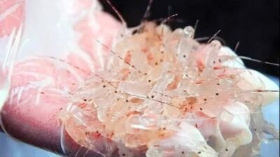 Polres Lampung Barat Tangkap Terduga Penyelundup 3.000 Benih Lobster