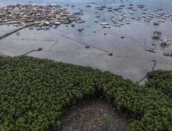Walhi Lampung Rehabilitasi Mangrove Terakhir di Kota Karang