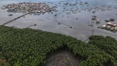 Walhi Lampung Rehabilitasi Mangrove Terakhir di Kota Karang
