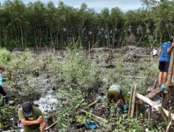 Mangrove Terakhir Bandar Lampung Terancam Tambak Ikan Ilegal