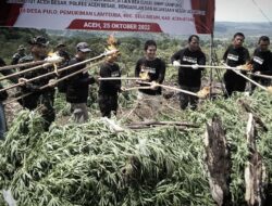Polda Lampung dan Aceh Musnahkan 12 Ton Ganja