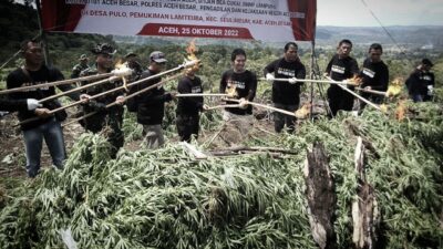 Polda Lampung dan Aceh Musnahkan 12 Ton Ganja
