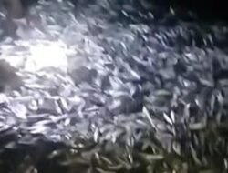 Polda Lampung Temukan Penyebab 2 Ton Ikan Terdampar