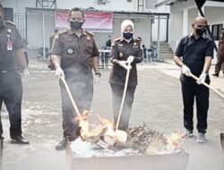 Kejari Lampung Selatan Musnahkan 14 Kg Ganja