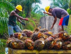 Indonesia Tak Terdampak UU Anti Deforestasi Uni Eropa