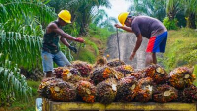 Indonesia Tak Terdampak UU Anti Deforestasi Uni Eropa