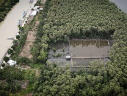 Tambak Udang di Tengah Hutan Mangrove Kota Karang, Polda Amankan Satu Pelaku