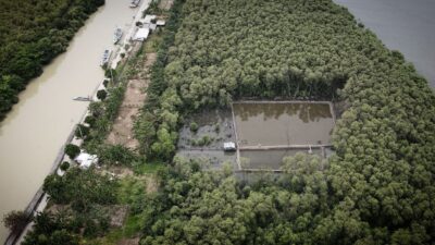 Tambak Udang di Tengah Hutan Mangrove Kota Karang, Polda Amankan Satu Pelaku