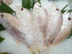 Kementerian Kelautan dan Perikanan Optimis Ekspor Tilapia Indonesia Jadi Primadona di Pasar Dunia