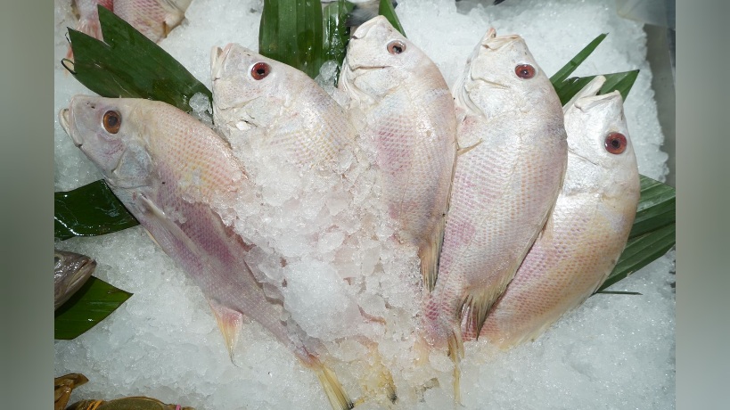 Ekspor Tilapia Indonesia