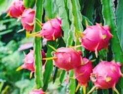 7 Manfaat Buah Naga untuk Kesehatan Tubuh Kita