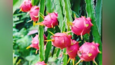 7 Manfaat Buah Naga untuk Kesehatan