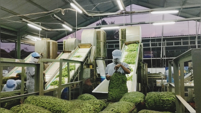 Syair Edamame dan Okra