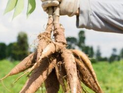 Kapasitas 4,2 Juta Ton, Lampung Siap Gantikan Tapioka Impor