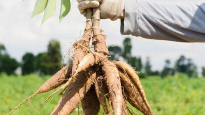 Kapasitas 4,2 Juta Ton, Lampung Siap Gantikan Tapioka Impor