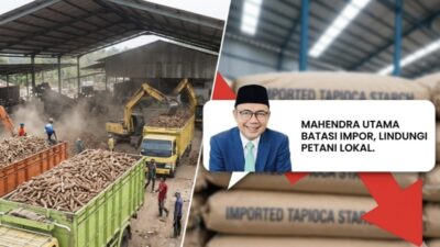 Ironi Singkong di Bumi Ruwa Jurai: Mengapa Impor Tapioka Harus Direm?