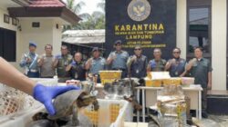 Tanpa Dokumen, Penyelundupan Ratusan Kulit Piton dan Kura-Kura Disita di Pelabuhan Bakauheni