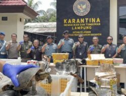 Tanpa Dokumen, Penyelundupan Ratusan Kulit Piton dan Kura-Kura Disita di Pelabuhan Bakauheni