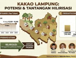 Kakao Lampung: Potensi Besar yang Butuh Dorongan Hilirisasi