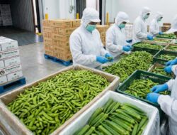 Diam-diam Kuasai Pasar Global, Edamame dan Okra Indonesia Siap Jadi Emas Hijau Baru