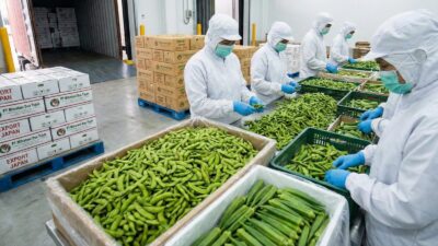 Diam-diam Kuasai Pasar Global, Edamame dan Okra Indonesia Siap Jadi Emas Hijau Baru