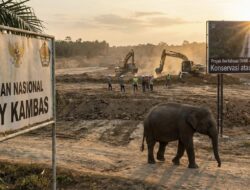 2 Triliun untuk Way Kambas: Antara Berkah Konservasi atau Sekadar Proyek Mercusuar?