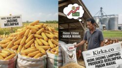 Swasembada Pakan di Tanah Lada: Mengurai Benang Kusut Jagung dan Ternak Lampung