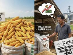 Swasembada Pakan di Tanah Lada: Mengurai Benang Kusut Jagung dan Ternak Lampung