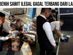 Modus Parcel Terbongkar, 5.250 Benih Sawit Ilegal Gagal Terbang dari Lampung