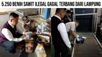 Modus Parcel Terbongkar, 5.250 Benih Sawit Ilegal Gagal Terbang dari Lampung