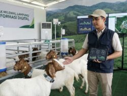 Peternak Milenial Lampung: Transformasi Digital Peternakan Kambing di Era Modern