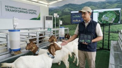 Peternak Milenial Lampung: Transformasi Digital Peternakan Kambing di Era Modern
