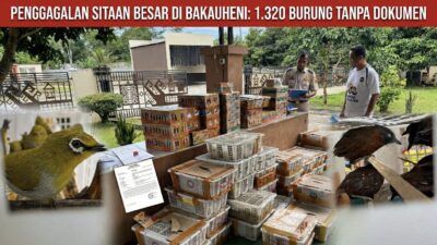 Terjaring di Bakauheni, 1.320 Burung Gagal Dikirim ke Depok hingga Magelang